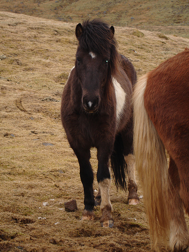 Kvistur frá Þúfu. :)