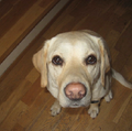 Tara the Lab.