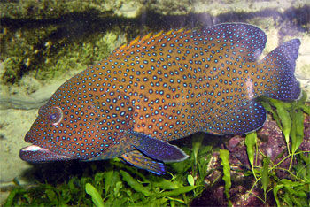 Blue Spot grouper