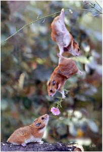 Ninja hamsters