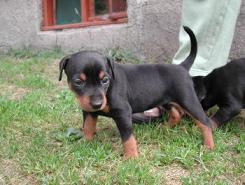 Draumategundin :) German Pinscher