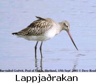 Jaðrakan og Lappjaðrakan