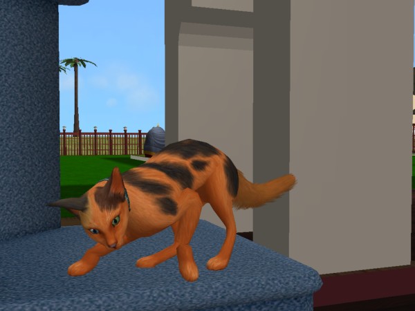 Sims