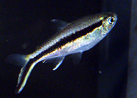 Hokkí tetra.