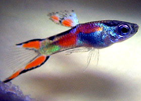 Cool fiskur:D:D:D