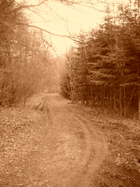 In the forest