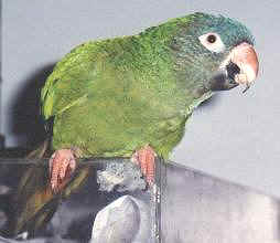 Grein um Blue Crowned Conure, á íslensku.