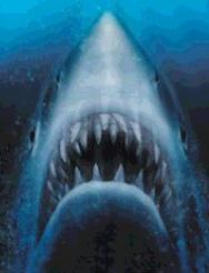 Jaws