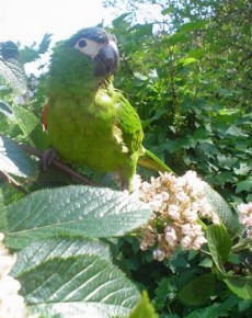 Hahn's Macaw