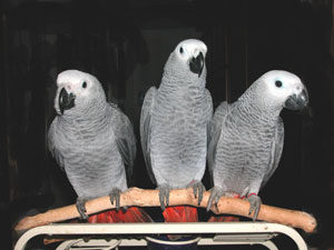 Congo African Grey