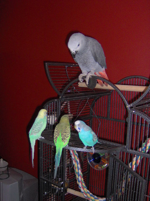 Obey me you small ones!