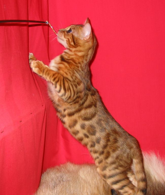 Bengal kisi