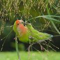 Lovebird in the nature xD