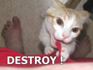 destroy x