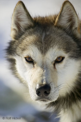 Sleðahundur