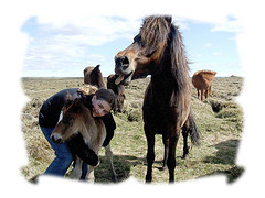 Fiðla og Strengur hestarnir mínir