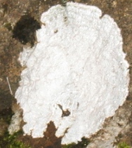 Frosið ljós
