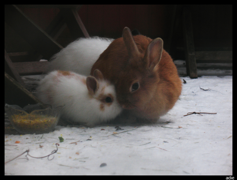 Mothers love