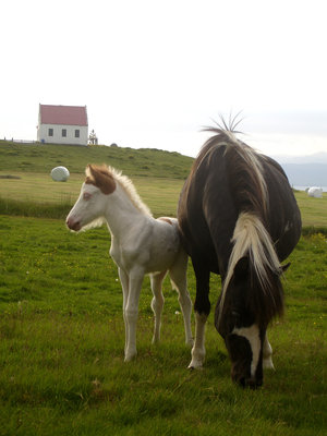 Brynja frá Feti og Kóróna frá Þúfu. Litríkar mæðgur.