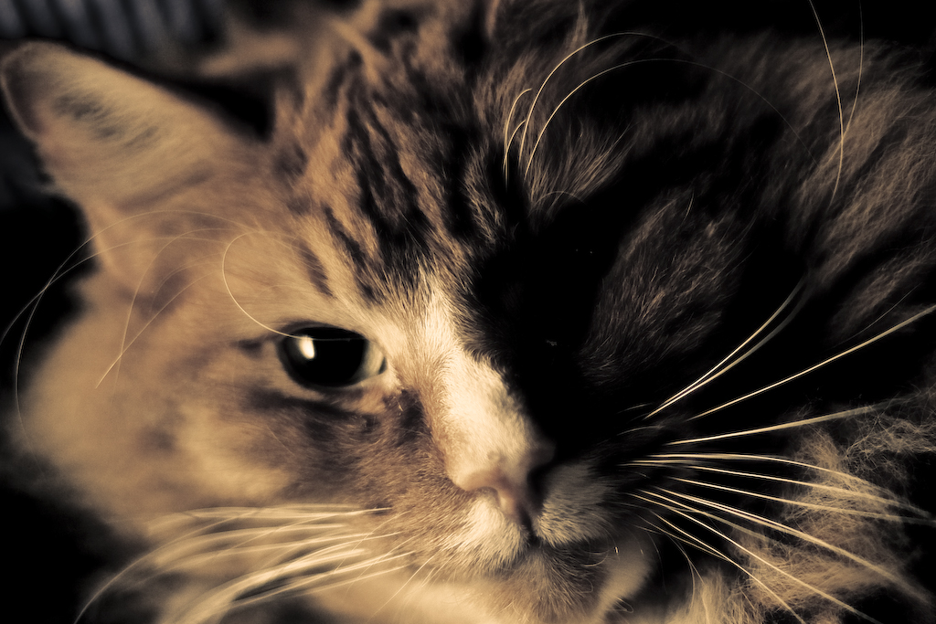 kittycat