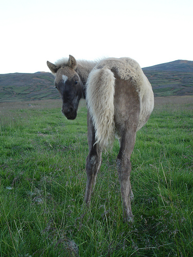 Hver ert þú?