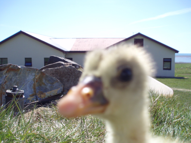 Gæsarungi