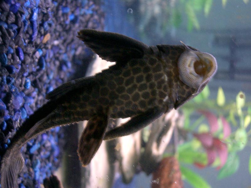 Plecostomus