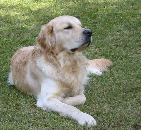 golden retriver fullorðin