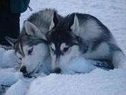 Siberian Husky & Samningar