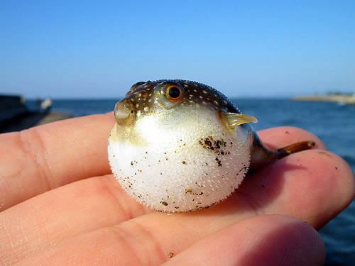 puffer