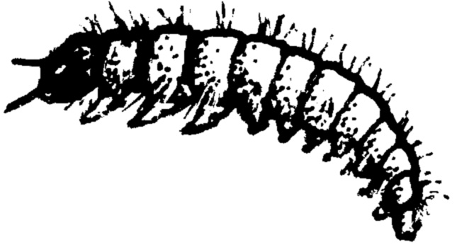 Caterpillarman