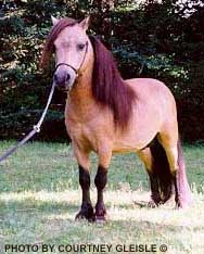 Hestaleikir