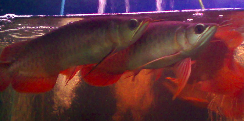 Arowana