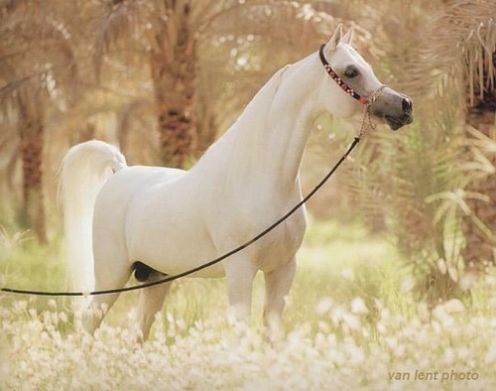 Arabian hestur