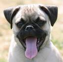 Pug