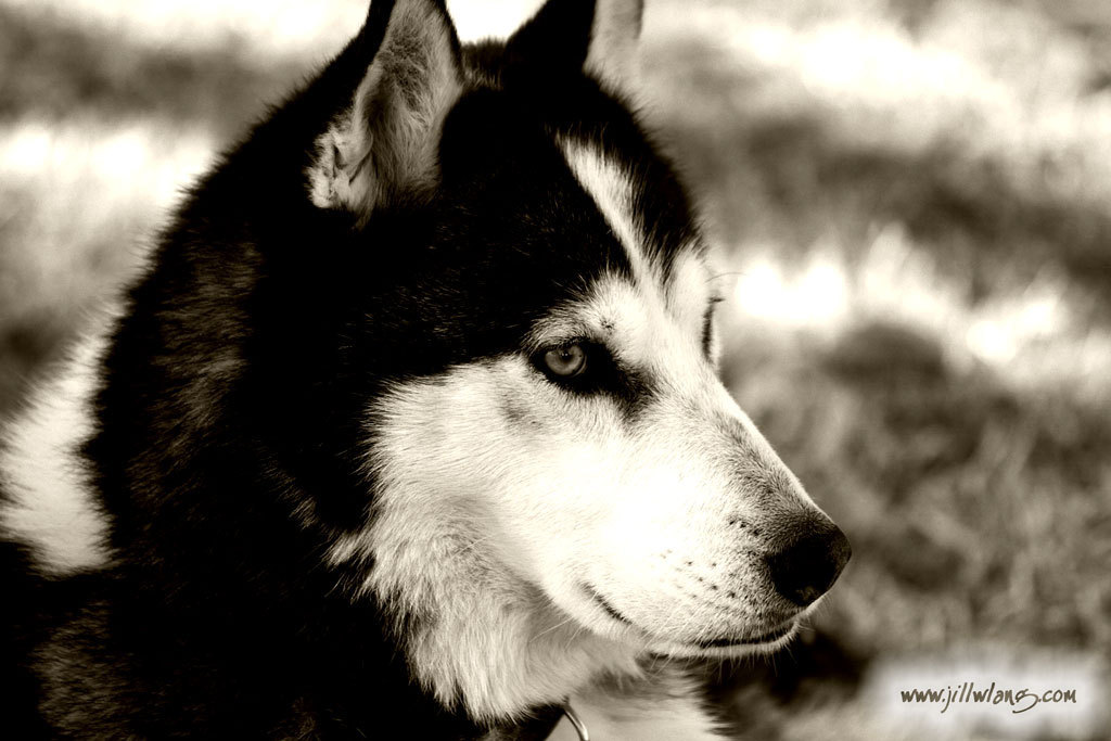 Husky