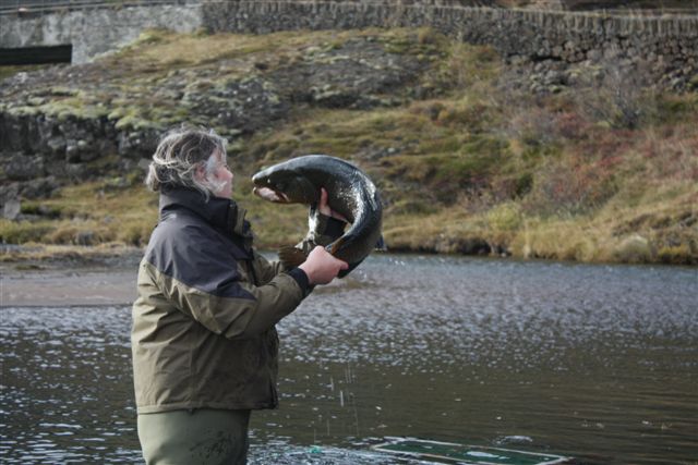 Þingvalla urriði