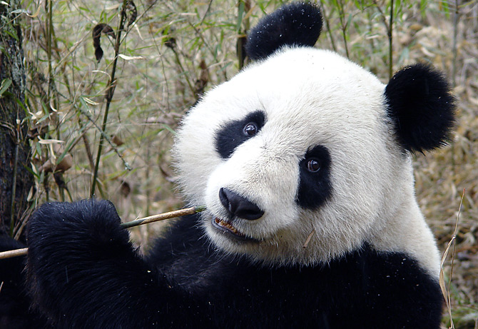 awesome panda