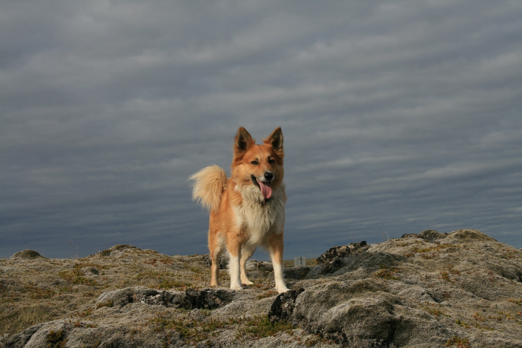 Pippin á Vesturlandi