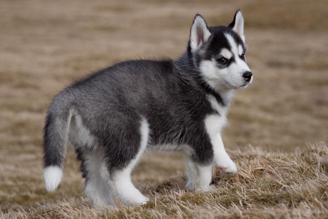 Husky.