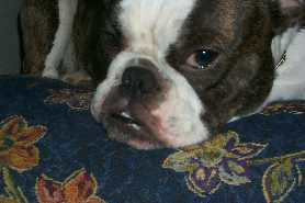 Hundar