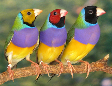 Gouldian finch