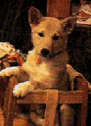 Hundar