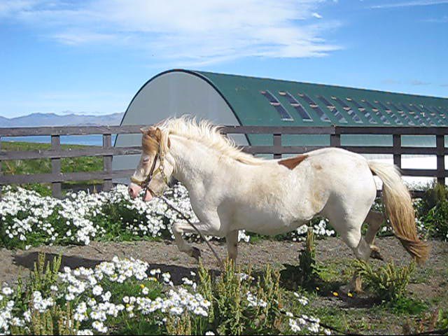 Dóttir Hróðs frá Refsstöðum.