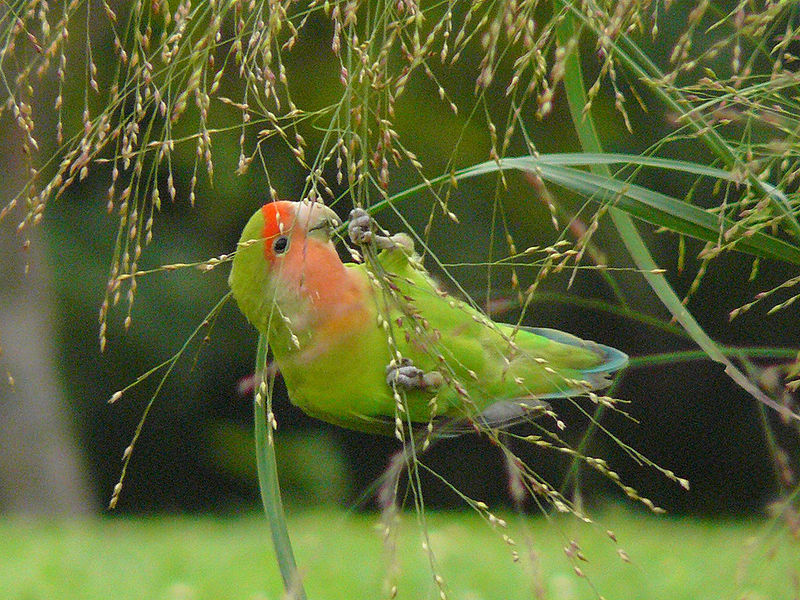 Lovebird in the nature xD