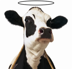 Heimildarritgerð Um Kýr
