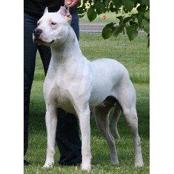 Dogo Argentino