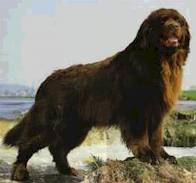 Hundar