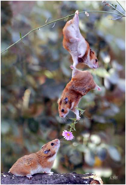 Ninja hamsters