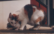 Kettir